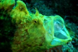 Frog fish in action with a nikon D100 by Martin Van Gestel 